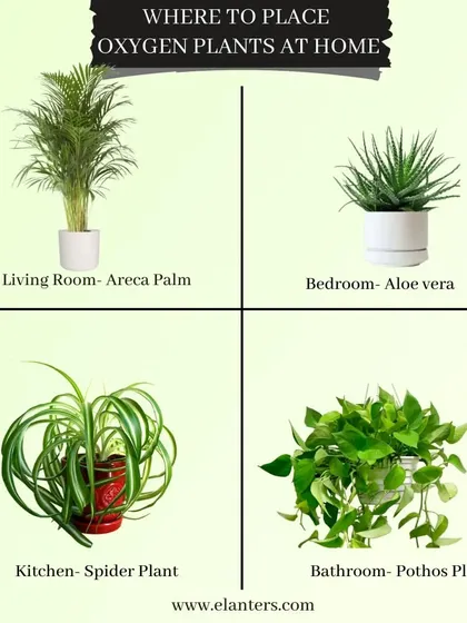 Wondering where to place oxygen-boosting plants? This infographic suggests the Areca Palm for the living room, Aloe Vera for the bedroom, Spider Plant for the kitchen, and Pothos for the bathroom.