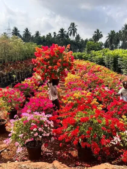 A behind-the-scenes look at my nursery, where my team is busy tending to a vast field of Bougainvillea. This is where the magic begins, ensuring every plant is healthy and vibrant.