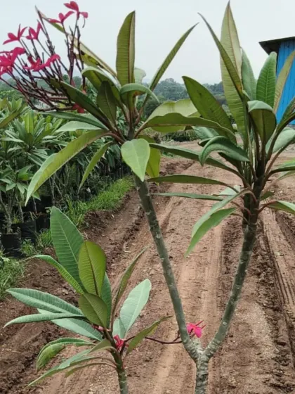 A beautiful red Champa plant growing in the nursery.