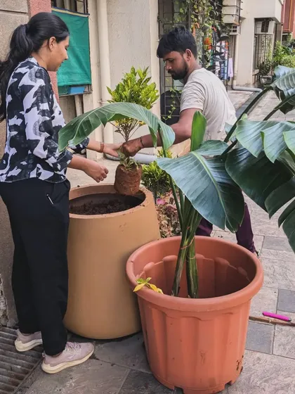 Here my team and I are engaged in on-site replanting. We are replacing some ground cover plants affected by the heavy rains with fresh, healthy ones, ensuring the client's space always looks its best. We use a rich potting mix to give them a strong start.