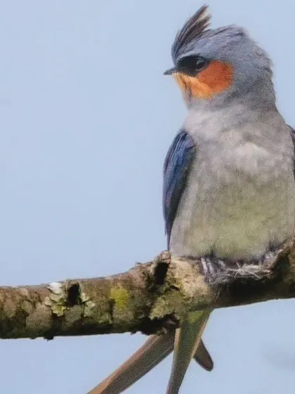 Another portrait of the Crested Treeswift, a highly maneuverable flyer that hunts insects close to vegetation.