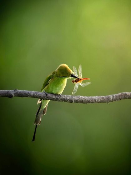A green bee-eater with a dragonfly breakfast. The light is perfect, and the subject is a great example of these colorful insect-hunting birds.