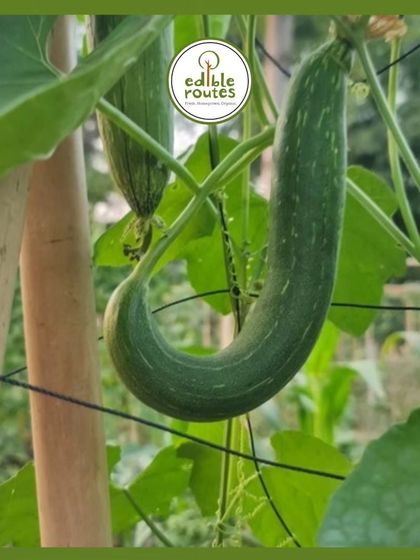 This is a ridge gourd, or tori, one of the many gourds I grow during the summer months. It's a versatile vegetable that's a staple in many Indian kitchens.
