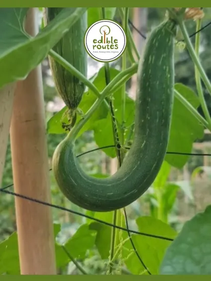 This is a ridge gourd, or tori, one of the many gourds I grow during the summer months. It's a versatile vegetable that's a staple in many Indian kitchens.