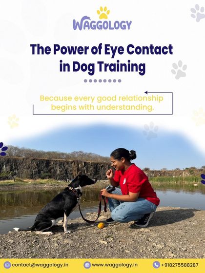 This image captures the power of eye contact in dog training. Here, I'm working with a dog near the water, a potentially distracting environment. Building this focus helps create a strong relationship based on understanding.