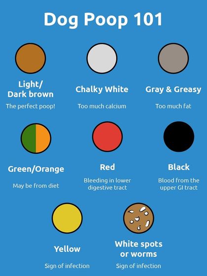Let's talk about poop. This Dog Poop 101 chart helps you decode what different colors mean, from the perfect brown to colors that might signal an infection or bleeding.