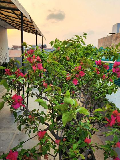 Delhi Gardner - Full-Service Landscaping Urban Green Spaces: Balconies, Terraces & Vertical Gardens photo 10
