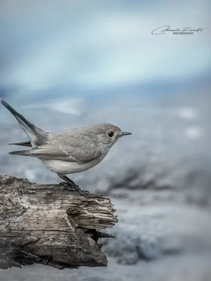 An artistic take on a Red-breasted Flycatcher, with a cool, desaturated colour palette that gives the image a moody and atmospheric feel.