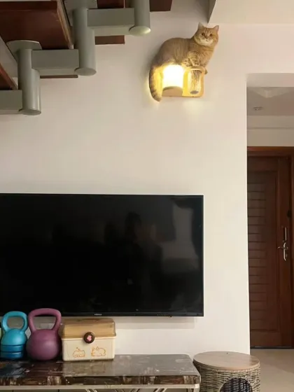 A wider view of the predicament. Our photoshoots often tell a small story, capturing the before, during, and after of your pet's latest adventure.