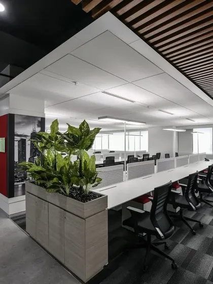 Another view of the open office with no ceiling lights. Long rows of workstations are punctuated by large planters, which help with acoustics and add a biophilic element to the space.