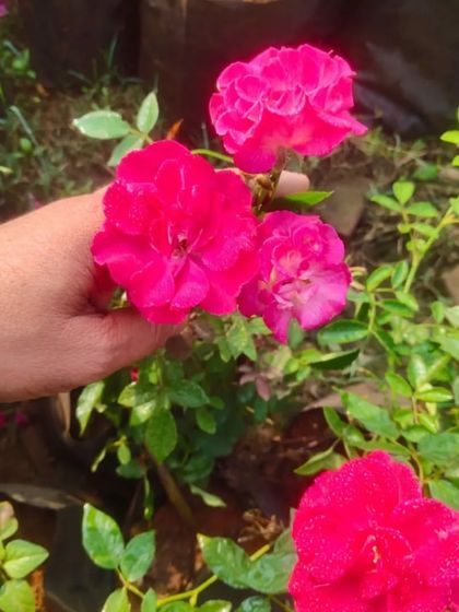 Holding a stem of deep pink country roses. They have a lovely old-fashioned charm and fragrance.