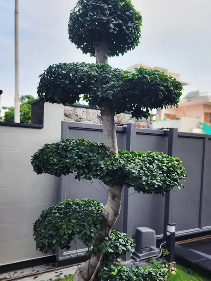 This is an example of our fine topiary work, featuring a multi-tiered Ficus plant installed at a client's residence in Gurugram. We specialize in providing and installing such sculpted statement pieces to add elegance and structure to your landscape.