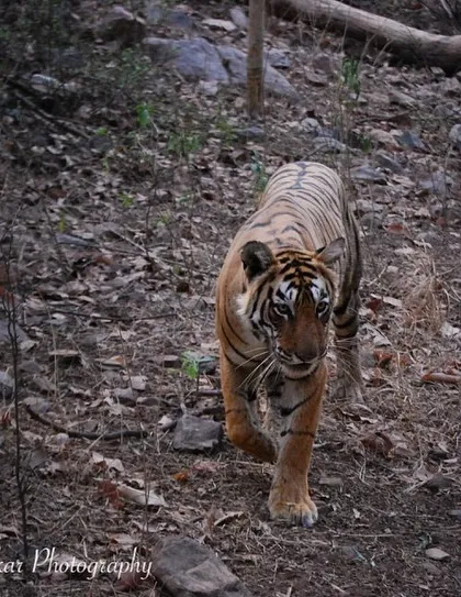 Arrowhead, Machli's granddaughter, also seen in Ranthambore. Witnessing three generations of this iconic tiger family was a rare privilege and a highlight of my career as a wildlife photographer.