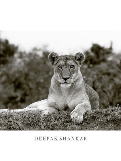 The story of the wild, told through the eyes of a queen. This is a timeless and powerful piece of art.