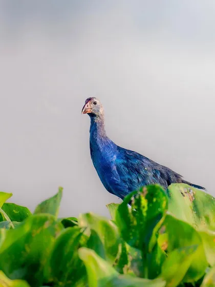 A Purple Swamphen, also known as a Purple Gallinule, stands among bright green foliage. Its vibrant blue and purple feathers contrast beautifully with the surroundings.
