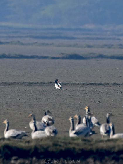 A rare sighting of a Common Shelduck in Delhi-NCR, seen here with a flock of Bar-headed Geese in the background.