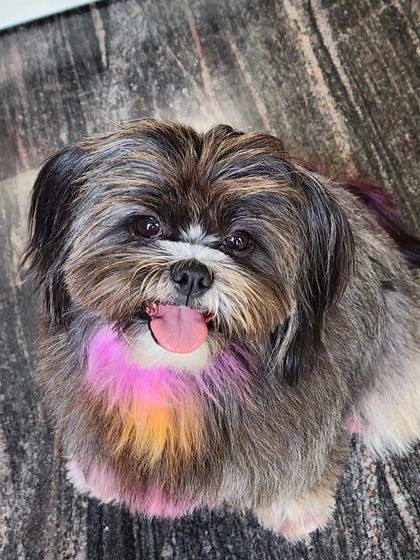 Furrybells Pet Grooming - Pet Grooming (Dogs & Cats) Creative Coloring & Styling photo 6