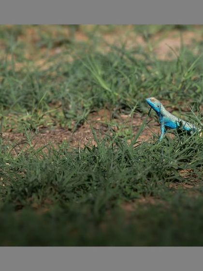 A brilliantly colored lizard, likely a type of agama, spotted in the green grasses of the desert, a surprising splash of color in the arid landscape.