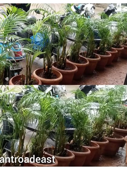 Expert Gardener (Mali) On-Demand photo 22