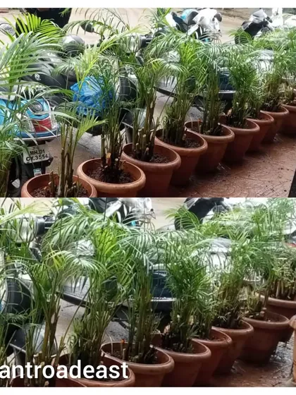 A row of healthy Areca Palms lined up after being cared for by my Mali service. I make it easy to keep your plants thriving, even during the harsh summer months.