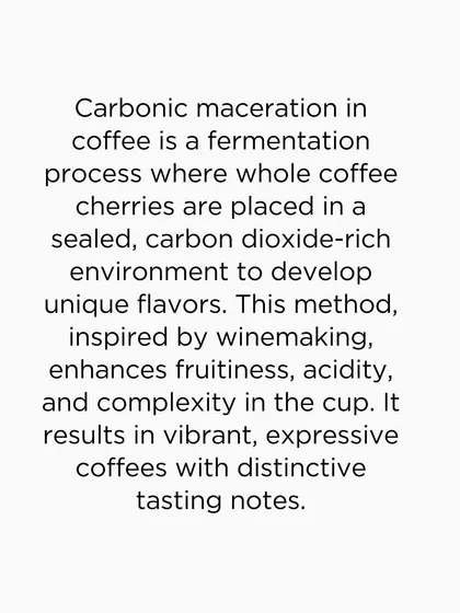 An explanation of carbonic maceration, a fermentation process inspired by winemaking that enhances a coffee's fruitiness and complexity.