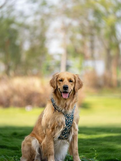 Pragalbh - Fine Art Pet Photography Outdoor Adventures photo 57