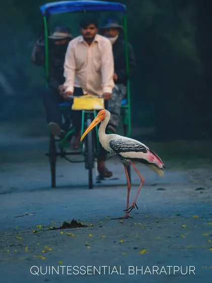 Photography for me is about telling the story of a place. This image is quintessential Bharatpur, a place I consider a Mecca for birders. Here, a painted stork, completely unmindful, saunters across the path, sharing its world with us. It’s in these quiet, serendipitous moments of coexistence that the true magic of wildlife photography reveals itself.