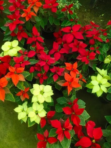 A festive collection of red and yellow Poinsettia plants. While popular during winter holidays, they can bring color to your home any time of year.