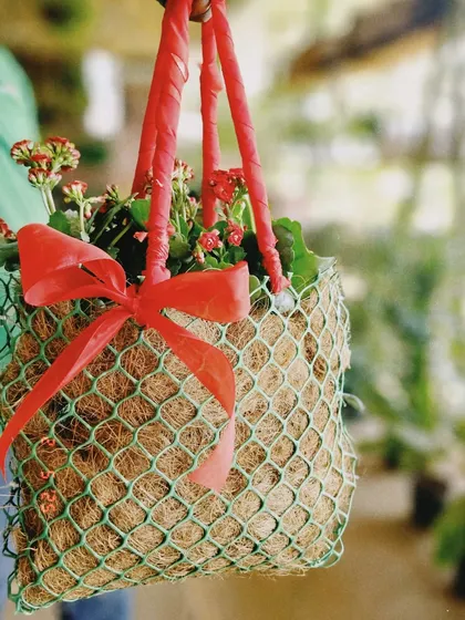 A beautiful hanging basket filled with red Kalanchoe flowers, all wrapped up and ready to be gifted. It's a cheerful and living alternative to a bouquet.