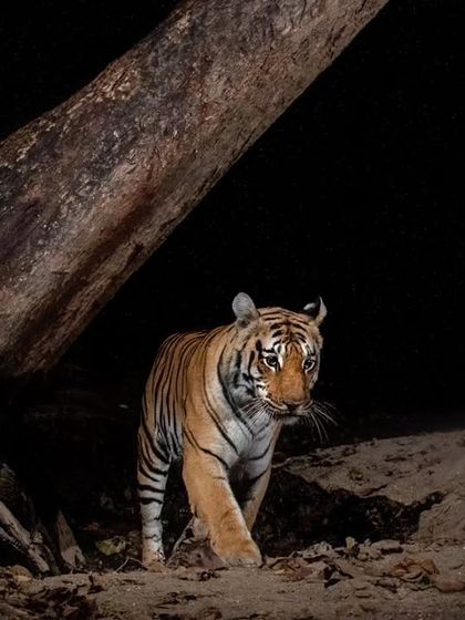 On Safari With Me: Behind the Lens photo 14