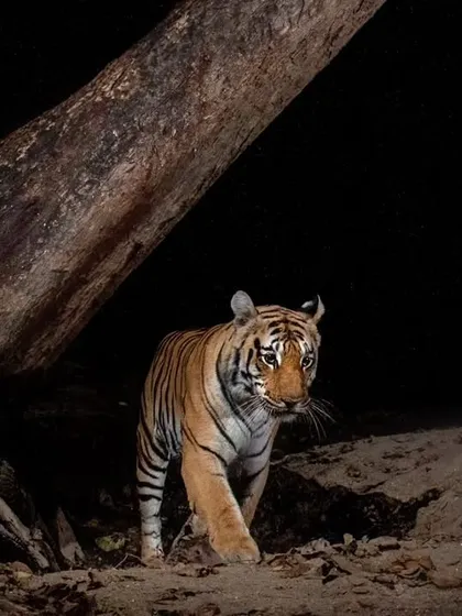 A camera trap image of a tiger from our Pench coffee table book project. These hidden cameras reveal the secret nocturnal lives of the jungle's inhabitants.
