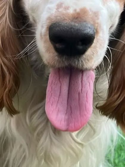 Snugglys Paw House - Pet Daycare Meet Our Guests photo 5