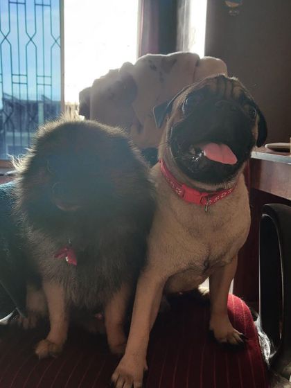 We Care Pet Creche - Home Dog Boarding Our Adorable Guests photo 43