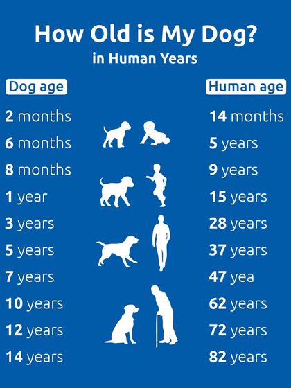 Ever wondered how old your dog is in human years? This handy chart gives you a quick conversion, from a 2-month-old puppy being like a 14-month-old baby to a 14-year-old dog being 82 in human years.