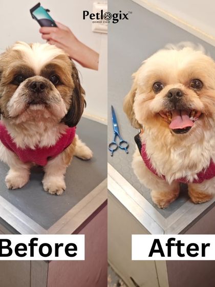 A complete transformation for this Shih Tzu. Our grooming services will pamper your pet to perfection, leaving them looking and feeling wonderful.