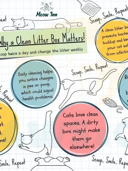 Meow Inn - Cat Adoption Services New Parent Toolkit photo 5