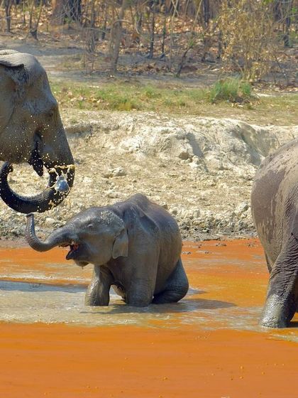 Manya Upadhyay - Travel & Documentary Photography Wildlife Encounters photo 21