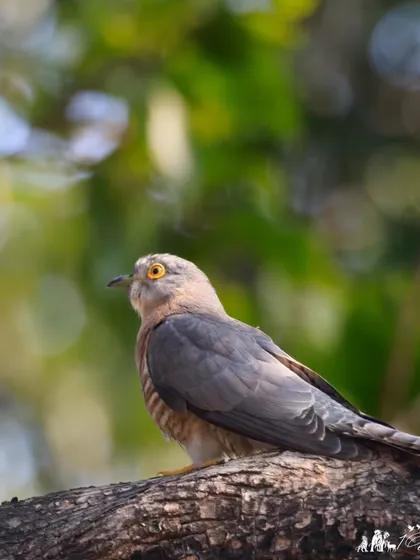The Common Hawk-Cuckoo, whose call is one of the most characteristic sounds of the Indian jungle during the summer months.