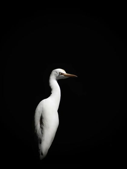 Lalith - Wildlife & Nature Photography Behind the Lens photo 52