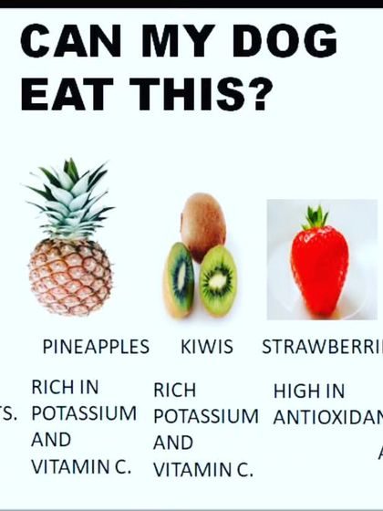 I believe in sharing helpful information. This guide shows some healthy fruits like bananas and blueberries that are safe and beneficial for your dog.