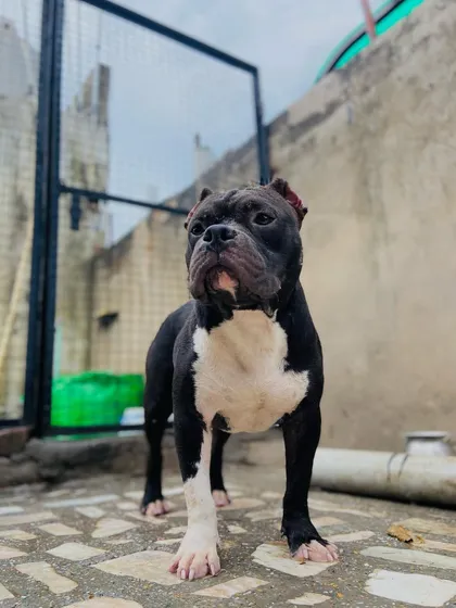 Sultan looking up, perhaps at a bird or a sound, showing his alert nature.
