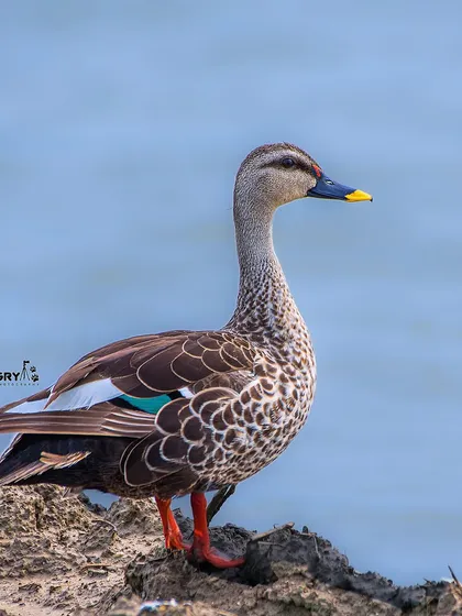 A portrait of an Indian Spot-billed Duck, showing the characteristic yellow tip on its bill and the iridescent green speculum on its wing.