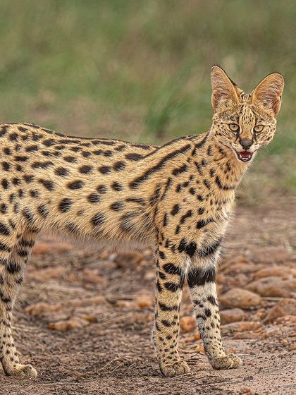 A serval cat kitten makes direct eye contact. Even small subjects can create powerful portraits when their gaze is captured with such clarity and precision.