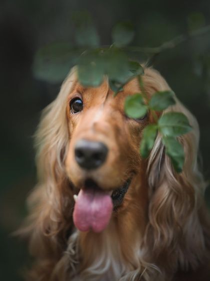 A beautiful, moody shot from Posto's photoshoot in Shantiniketan, peeking through the leaves.