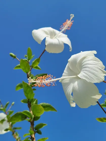 Bhardwaj - Urban Gardening Consultation A Riot of Colorful Flowers photo 10
