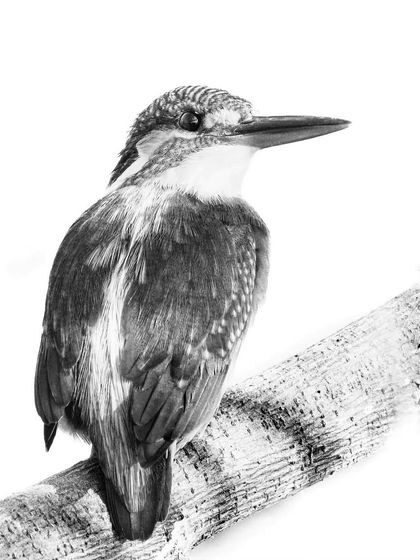 A high-key black and white portrait of a female Common Kingfisher, its form stark against the bright background.