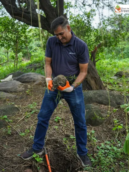 A volunteer carefully handling a sapling with its root ball intact. This is a critical step we teach to ensure the plant isn't stressed during transplantation.