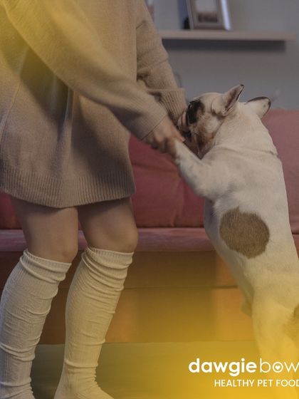 Don't let age stop you from making new memories. A diet appropriate for geriatric dogs can help maintain their mobility and energy, allowing for more happy dances and playtime together.