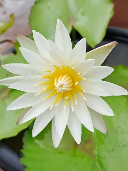 A pristine white water lily with a bright yellow center. This classic beauty is a symbol of purity and tranquility.