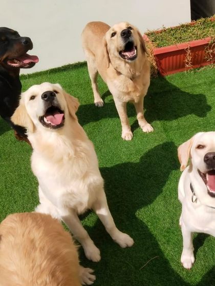 A chorus of happy barks from this group of Labradors and a Rottweiler.